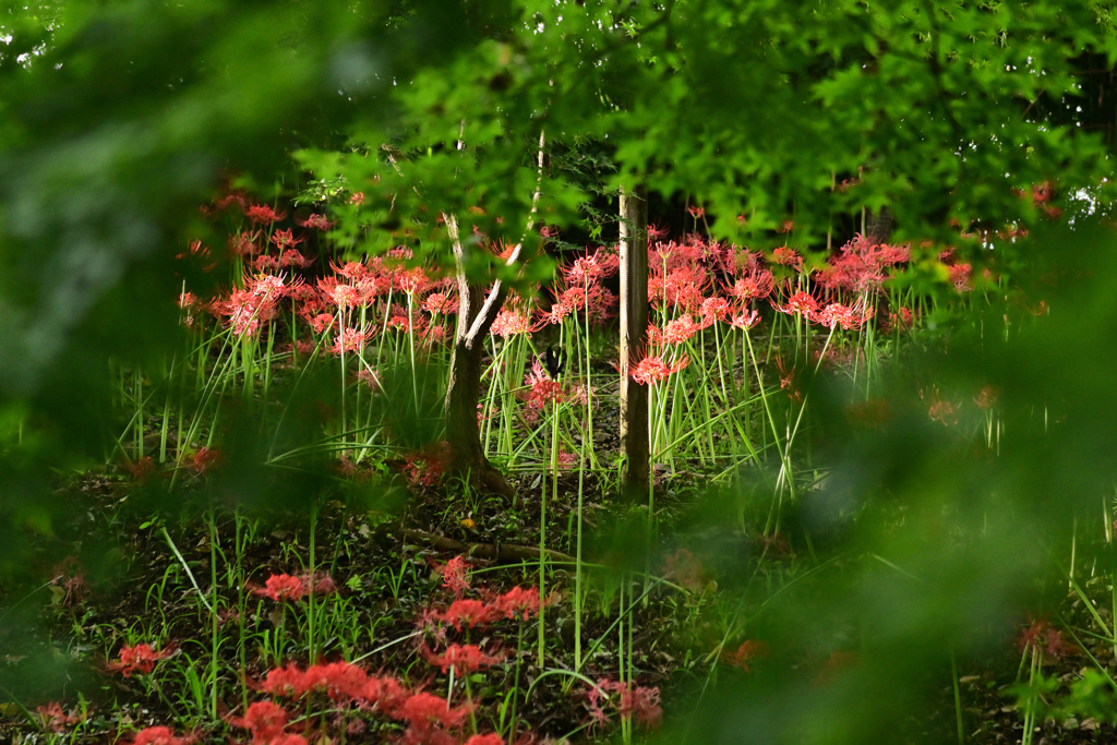 曼珠沙華