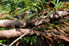 リアルちいかわ4