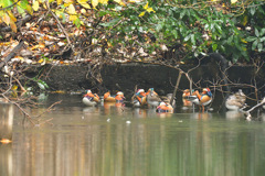 そうだワンワンに会いに行こう①