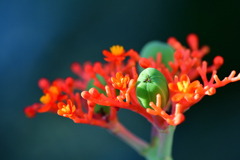 サンゴアブラギリ