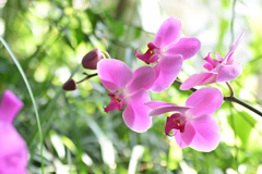 花⑮