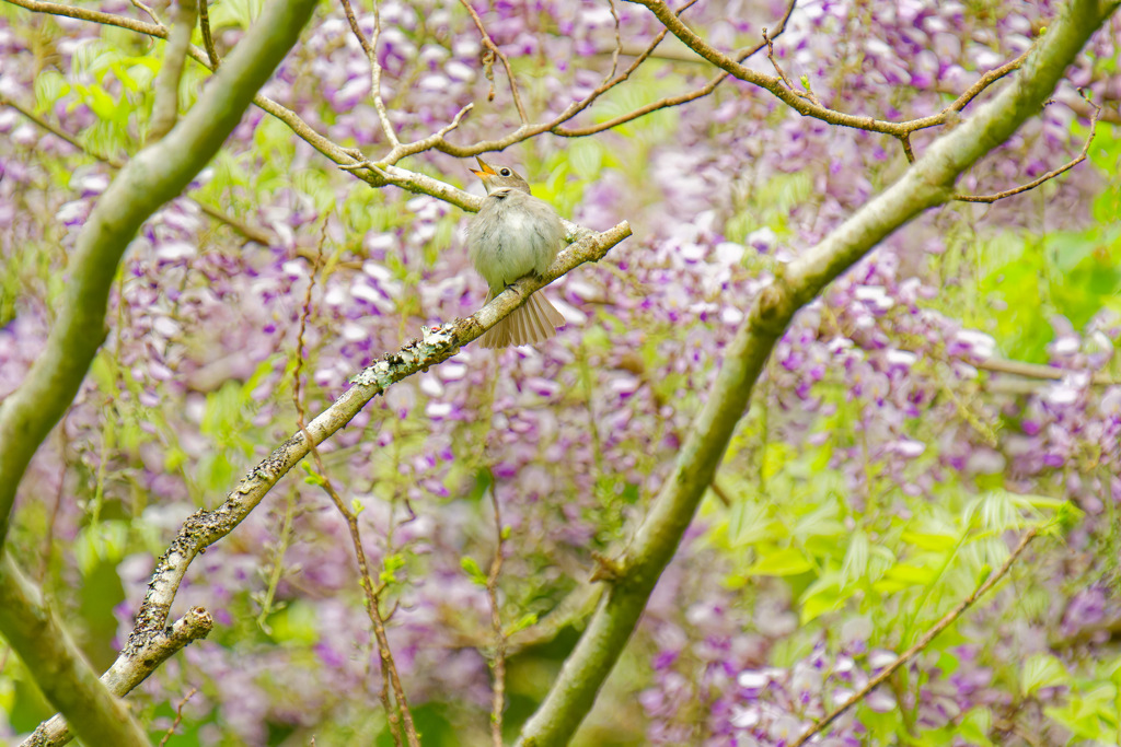 夏鳥2