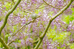 夏鳥2