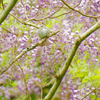 夏鳥2
