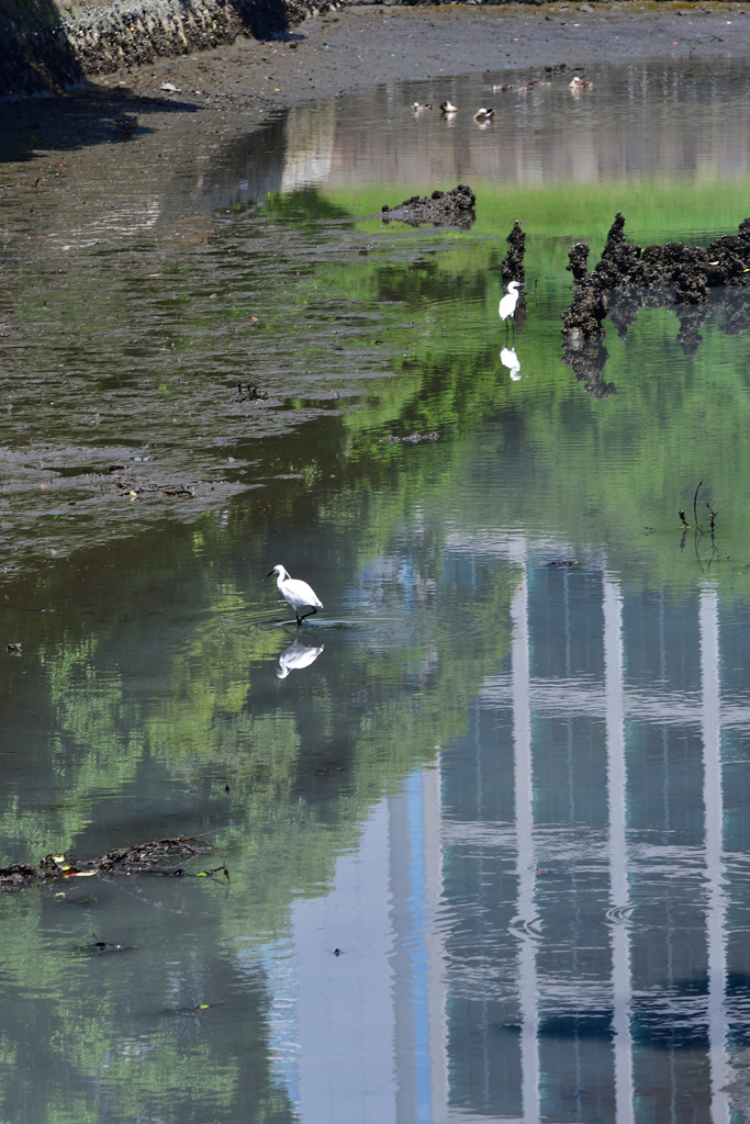 浜離宮恩賜庭園