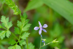 花67
