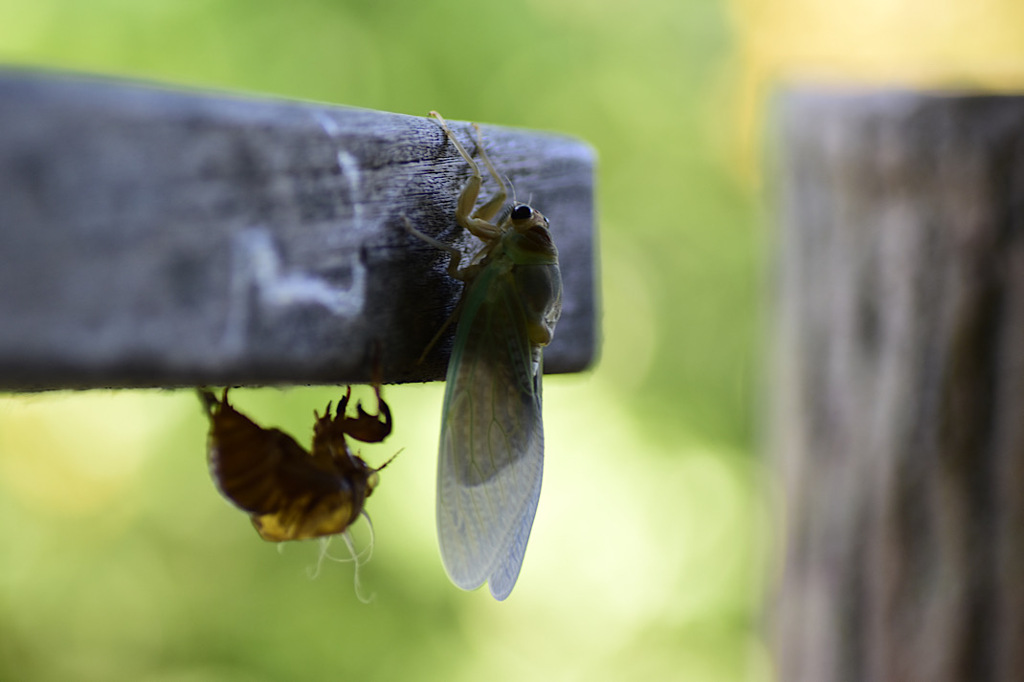 ボルダリング日本代表選考会