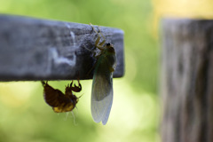 ボルダリング日本代表選考会