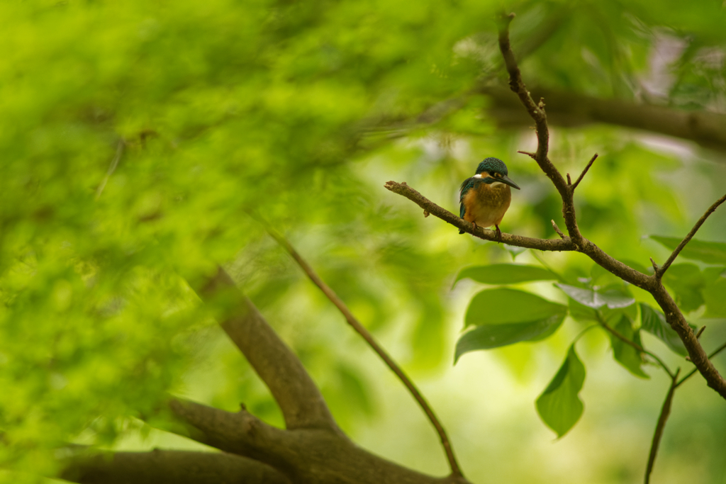 逆光暗がりの鳥