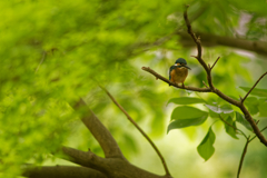 逆光暗がりの鳥