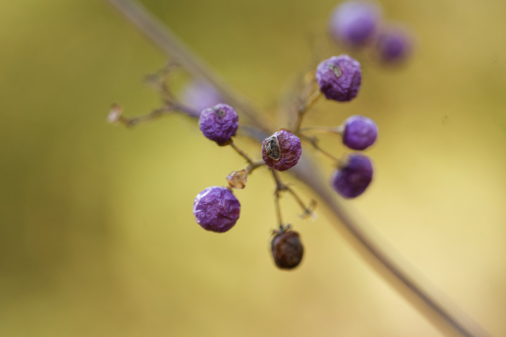 ムラサキ色の実