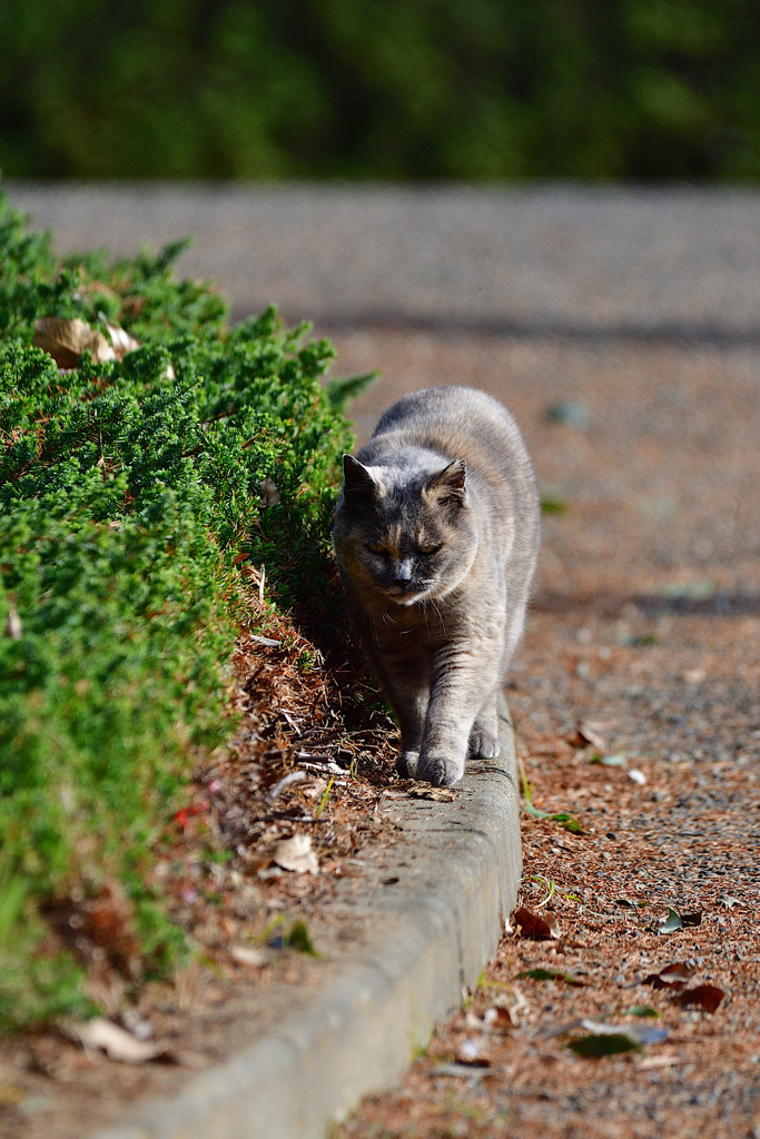 のらえもんは聞き耳をたてて