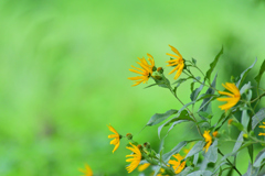 キクイモの花が咲いていた