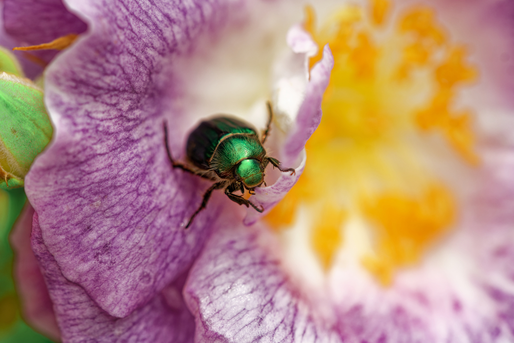 薔薇が好きな人はね