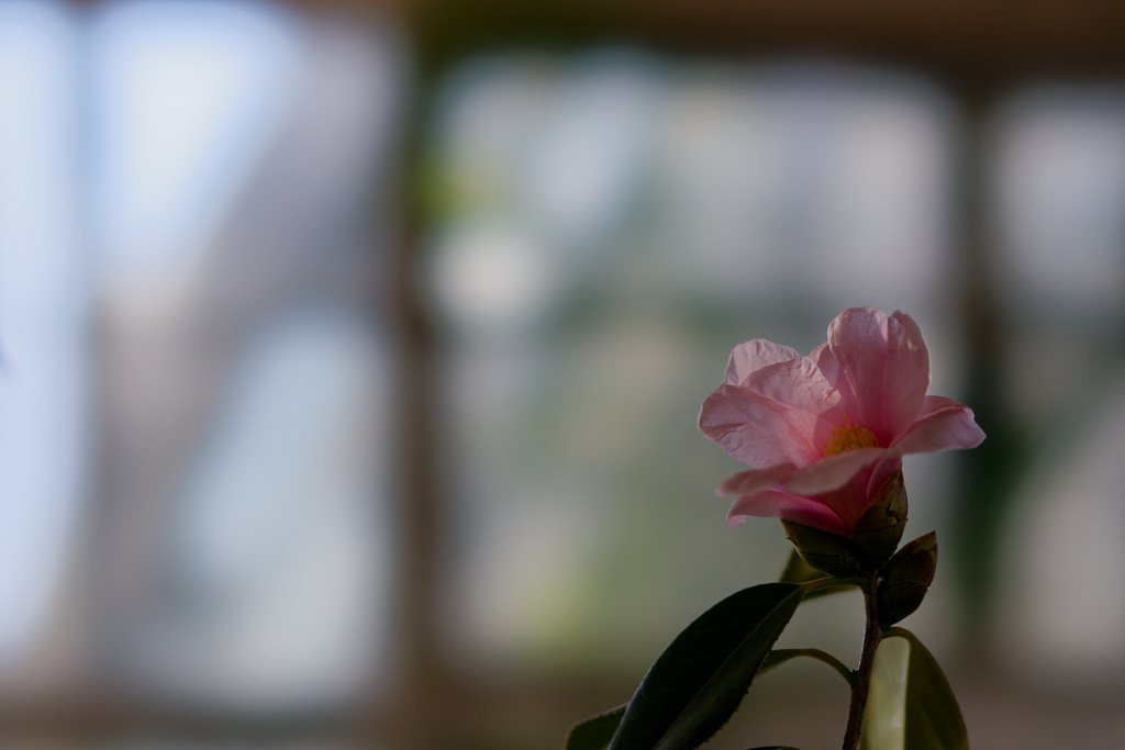 花19