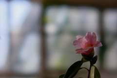 花19