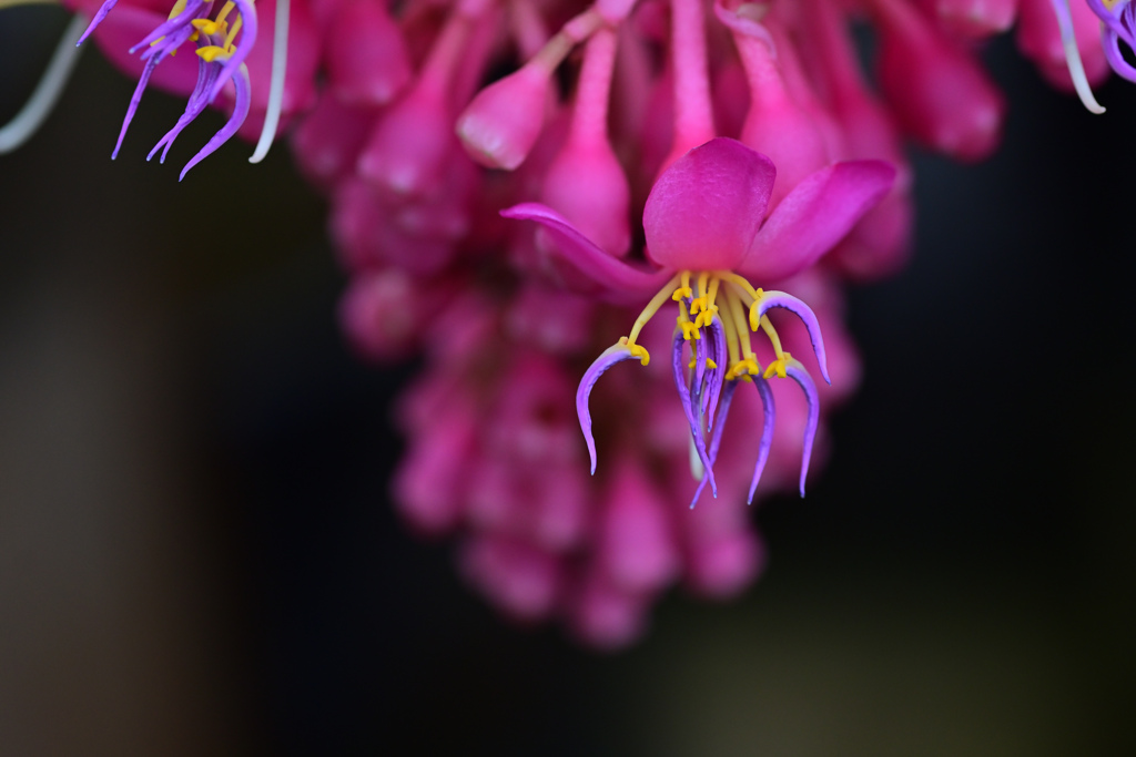 開花？
