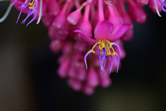 開花？