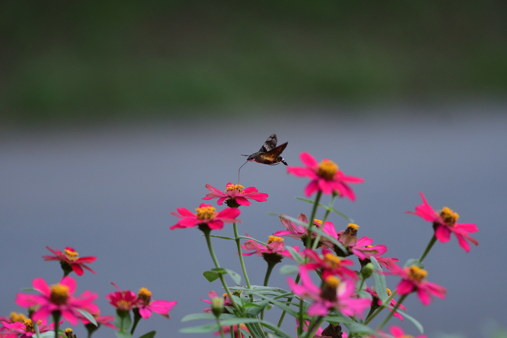アレがいたらなぁと①