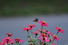 アレがいたらなぁと①