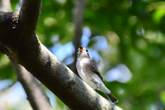 飛んでる虫を捕まえた