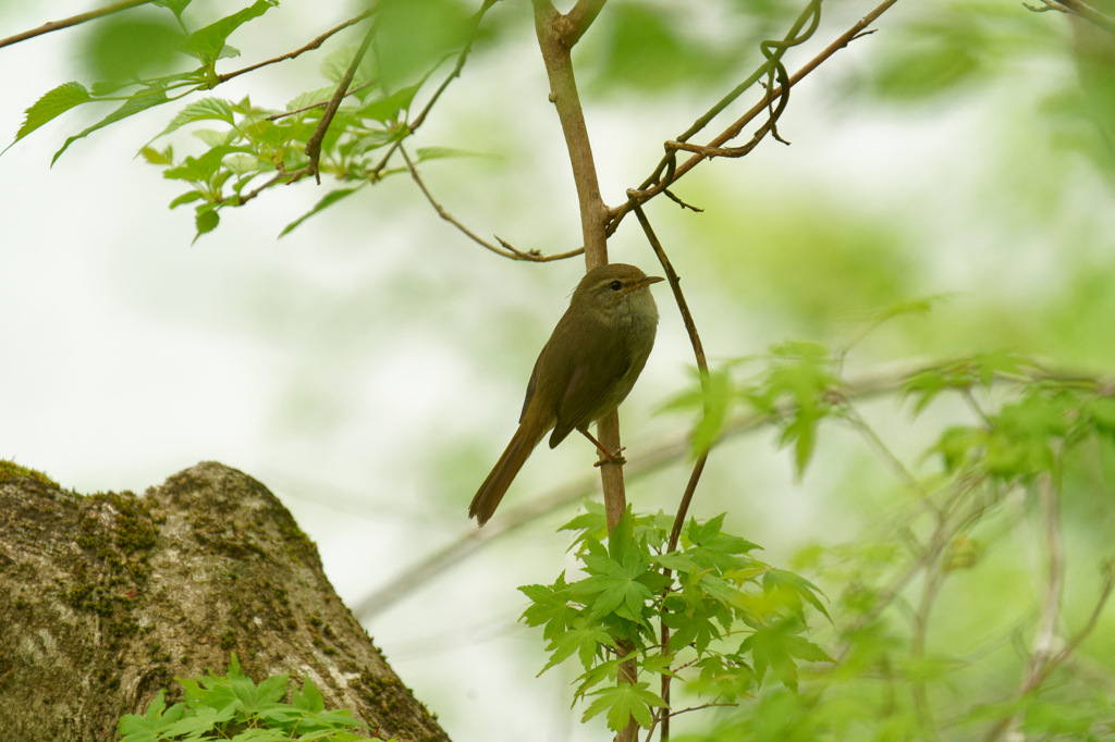 ホーホケキョと鳴き