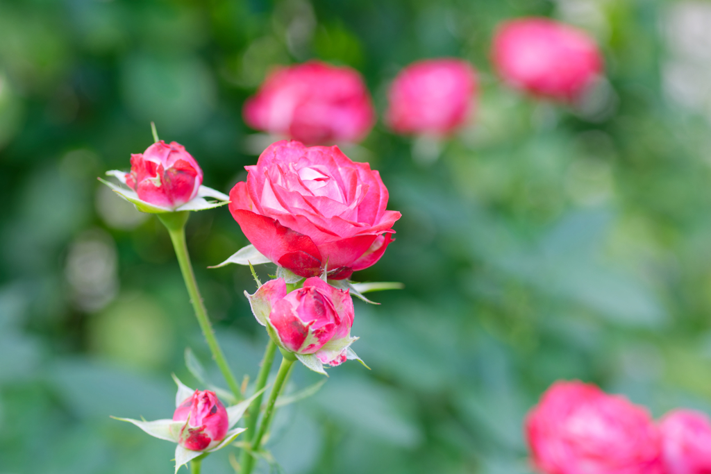 薔薇