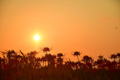 夕陽と彼岸花