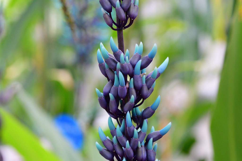 雨の降る日は温室で④