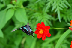 バタフライ出来れば背を泳ぎ出来る説