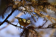 同じ鳥でも個性はそれぞれ③