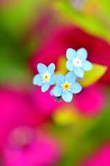 ノハラムラサキ？