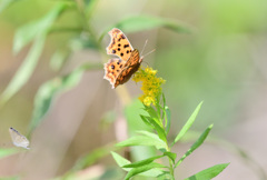 去年の写真です