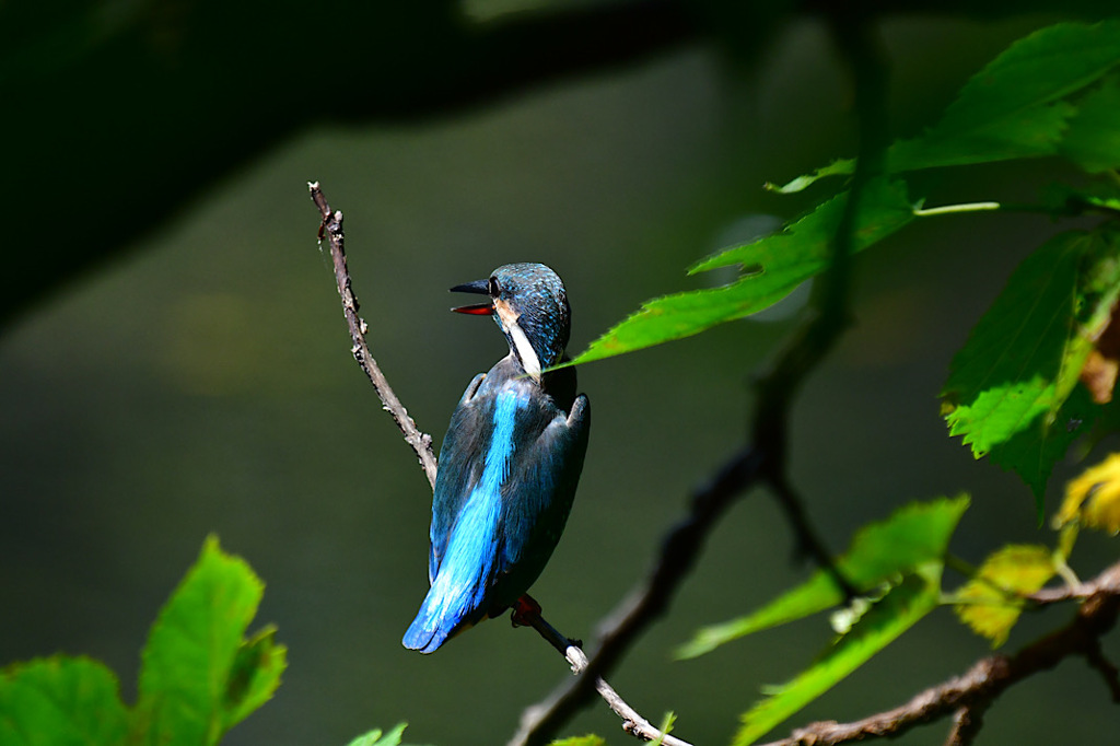青好きカワセミに出会う
