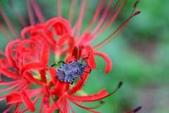赤い花とカメムシ