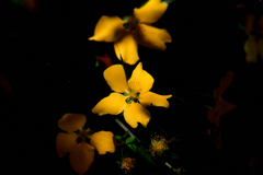 山吹