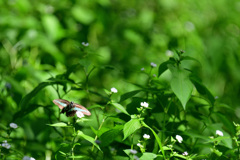 久しぶりのアオスジアゲハ