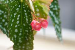 花⑫