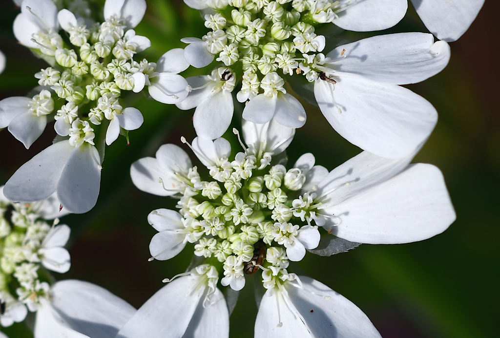小さな虫達がおる