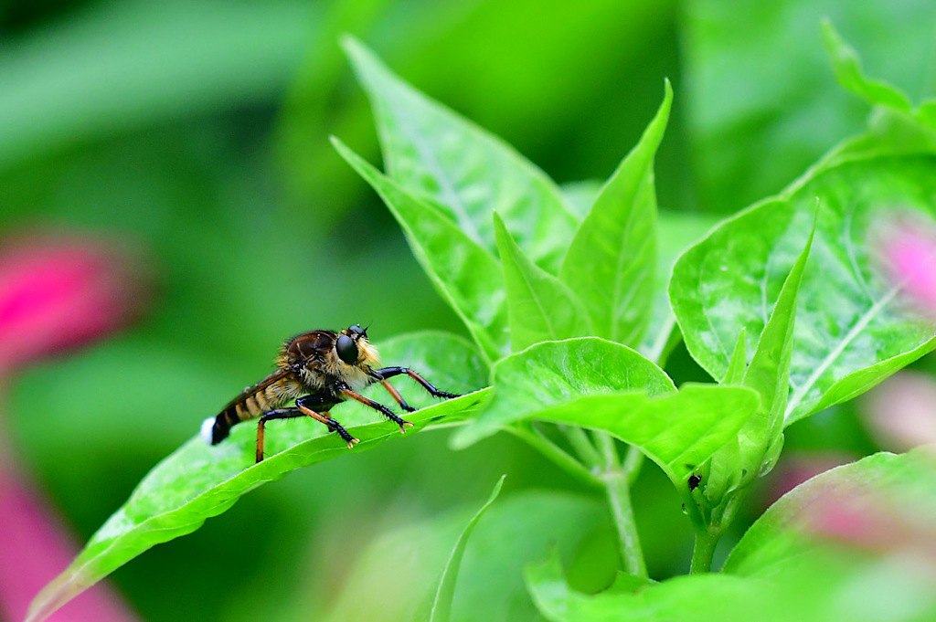 ティアドロップのグラサンにヒゲ