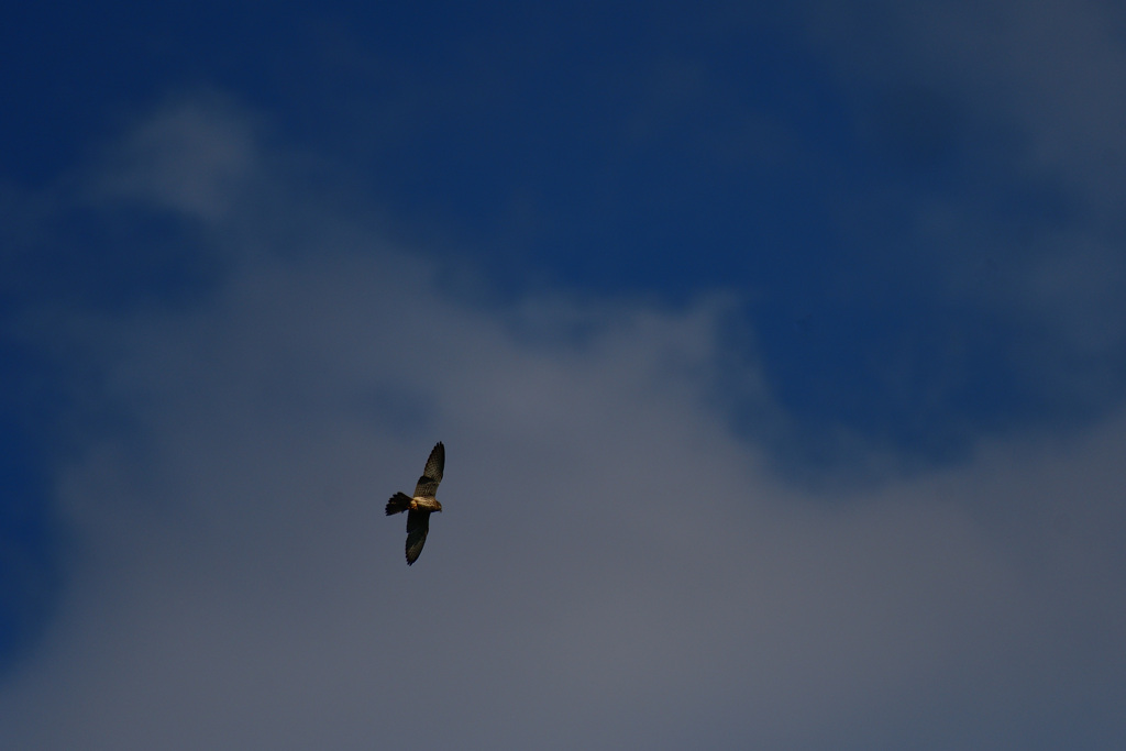 チョウゲンボウ