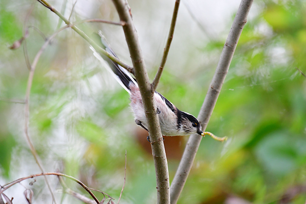 ごちそうつかまえた