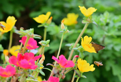 甲乙つけがたい