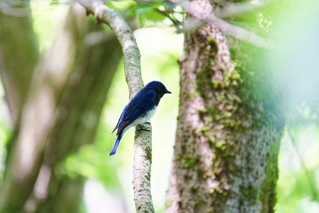 久しぶりに近くで青