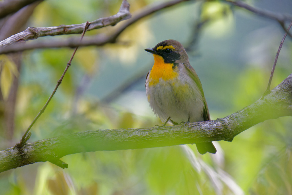 夏鳥1