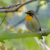 夏鳥1