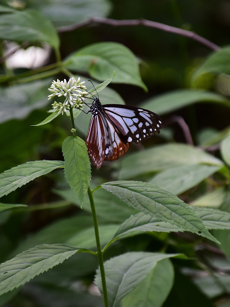 鳥枯れの夏の過ごし方②