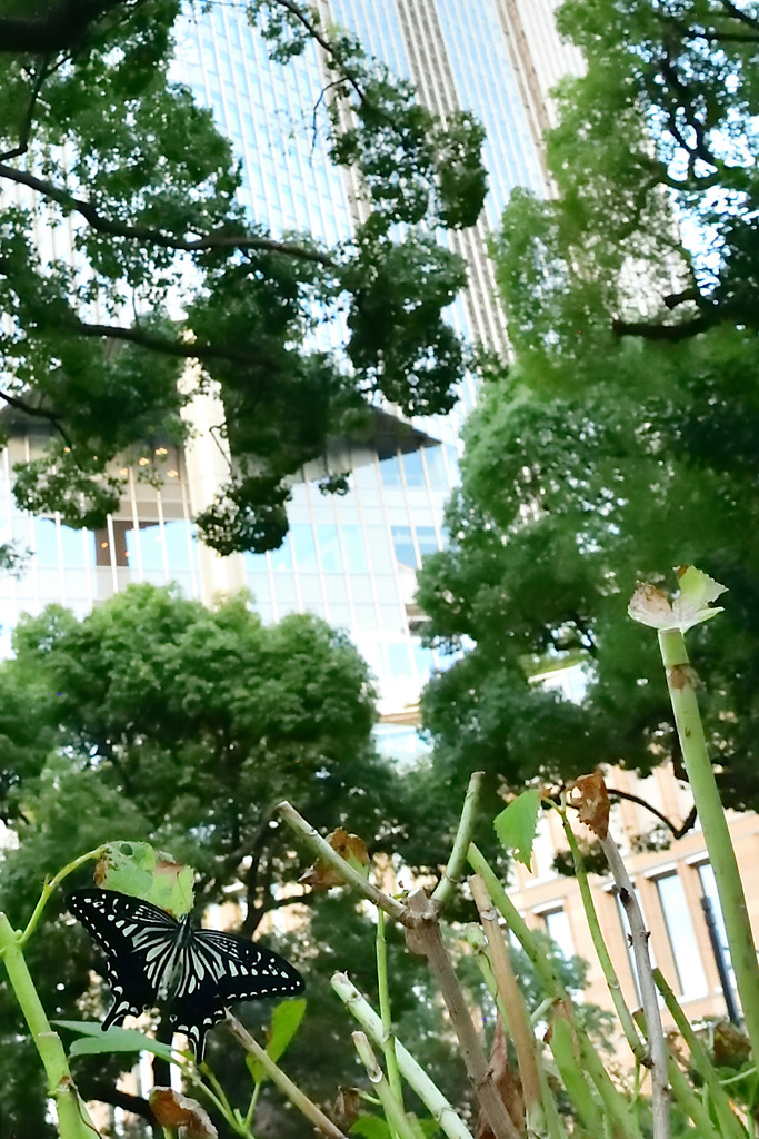 いつもと違う夏④