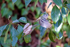 止まらない鳥キクちゃん