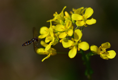 菜の花にアブさん